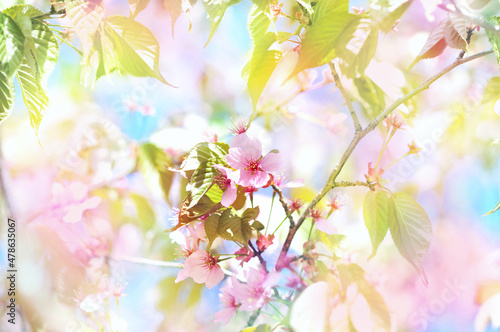 Spring blossom, springtime pink flowers bloom, pastel and soft floral card, selective focus, shallow DOF, toned © ulada
