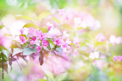 Spring blossom  springtime pink flowers bloom  pastel and soft floral card  selective focus  shallow DOF  toned