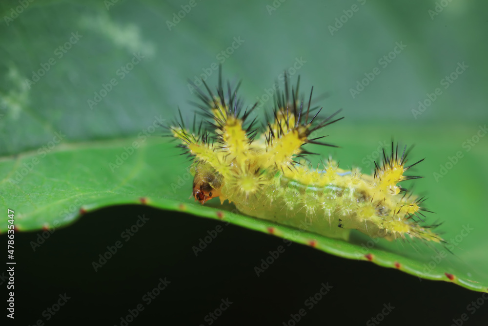 Lepidoptera larvae in the wild, North China Lepidoptera larvae in the wild, North China