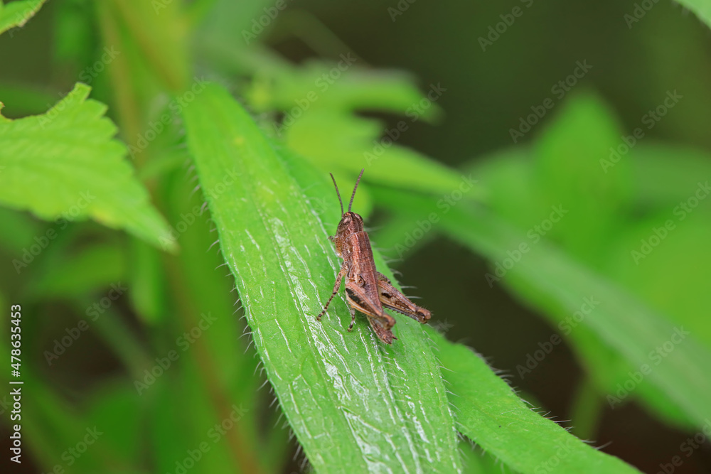 Locusts perch on weeds in North China Locusts perch on weeds in North China