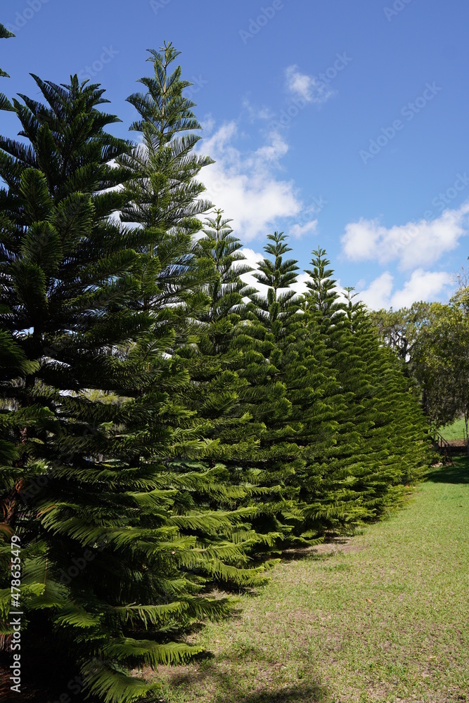 Obraz premium pine tree in the forest