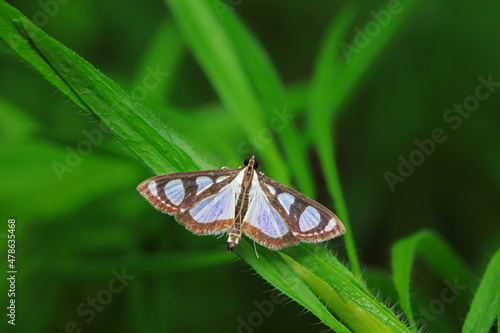 Lepidoptera insects in the wild, North China