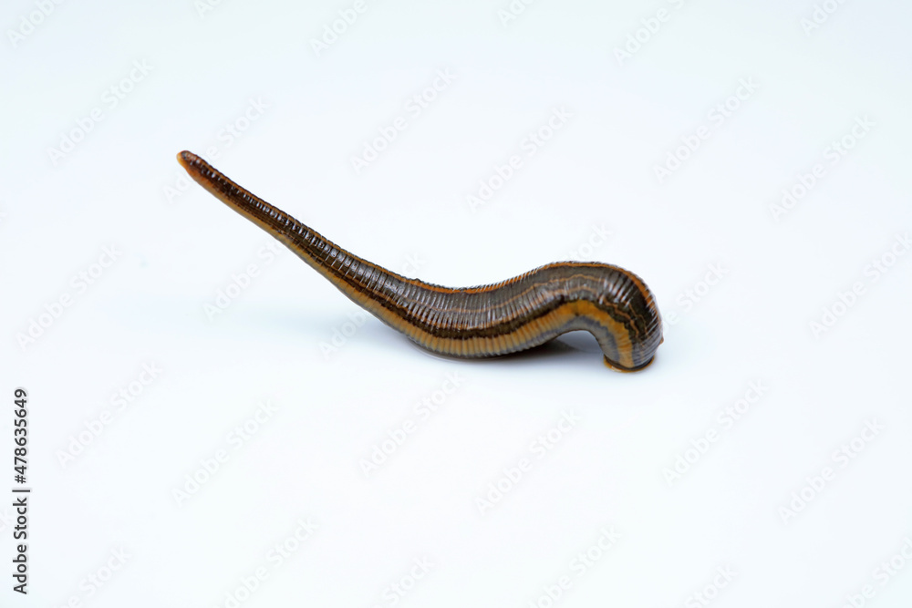 Leeches on a white background Leeches on a white background