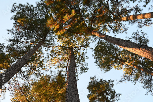 Looking up at Loblolly yellow pines in North Carolina