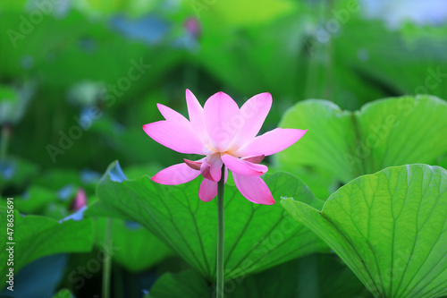 Beautiful lotus in the pond  North China