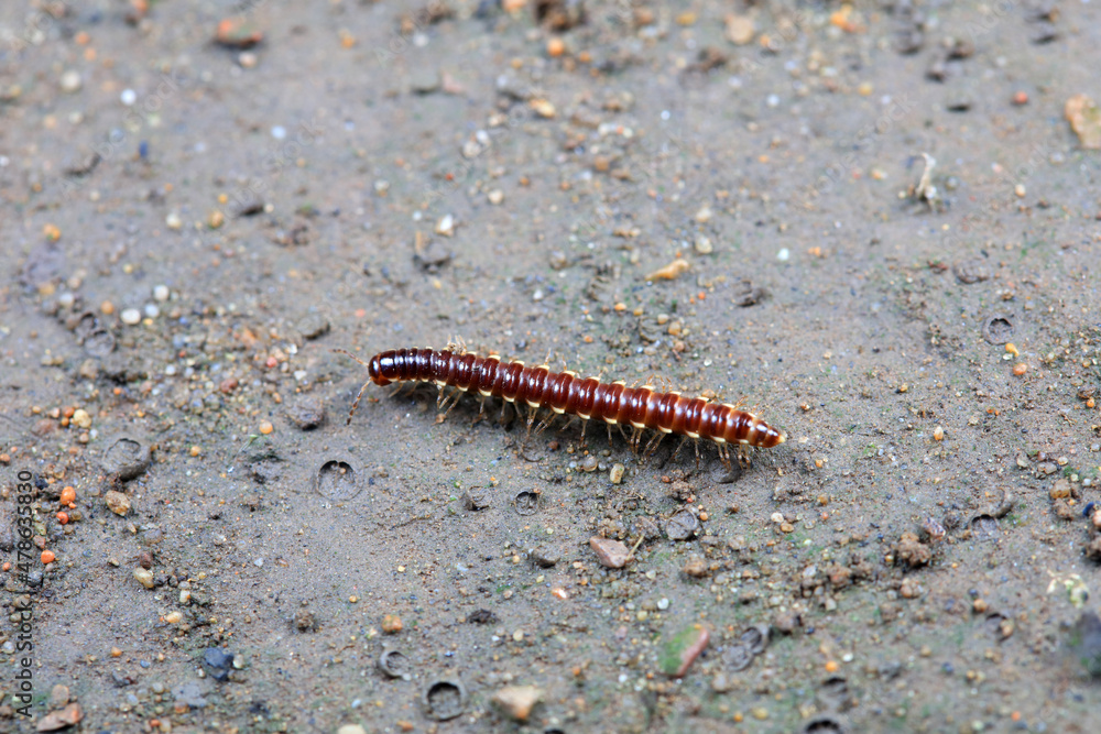class diplopoda animal in the wild, North China class diplopoda animal in the wild, North China