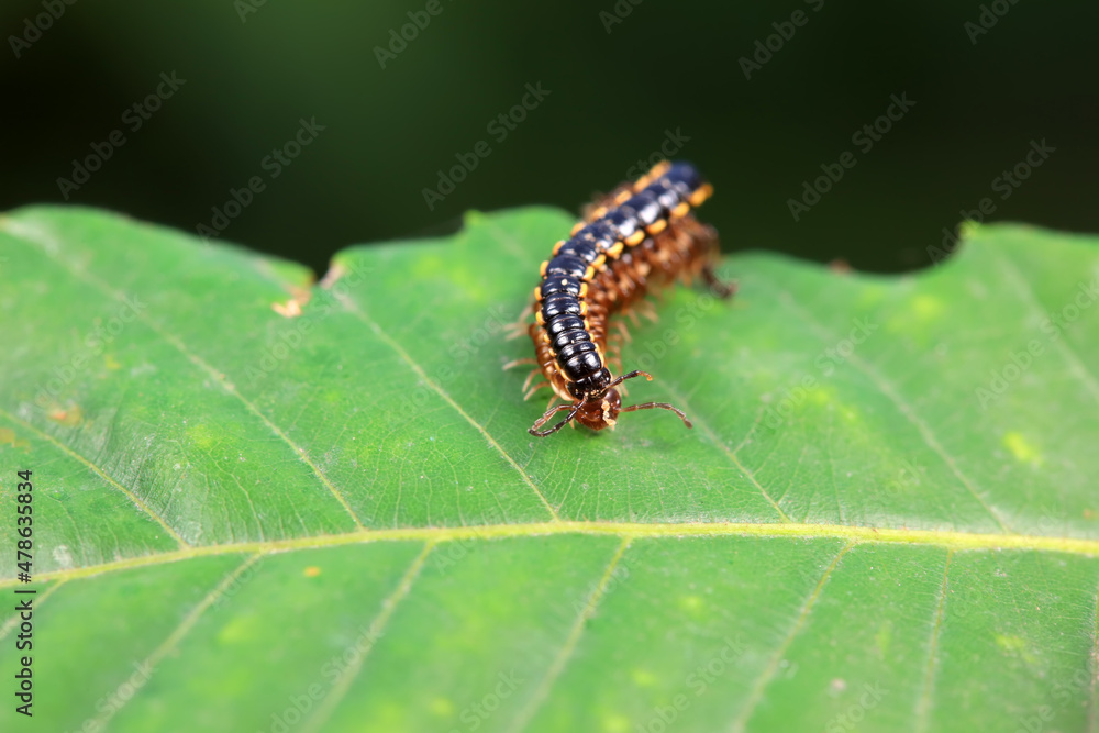 class diplopoda animal in the wild, North China class diplopoda animal in the wild, North China