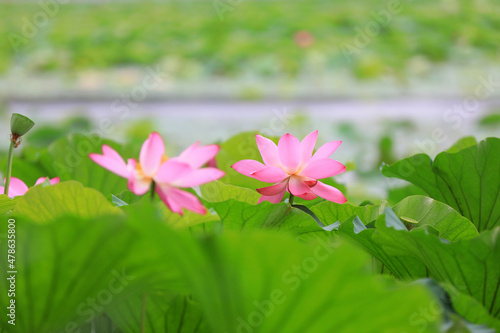 Beautiful lotus in the pond  North China