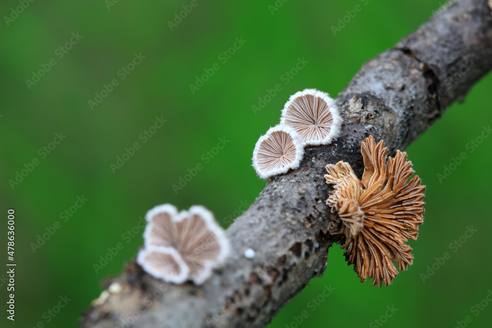 Cleft wrinkle fungus, a wild fungus, North China Cleft wrinkle fungus, a wild fungus, North China