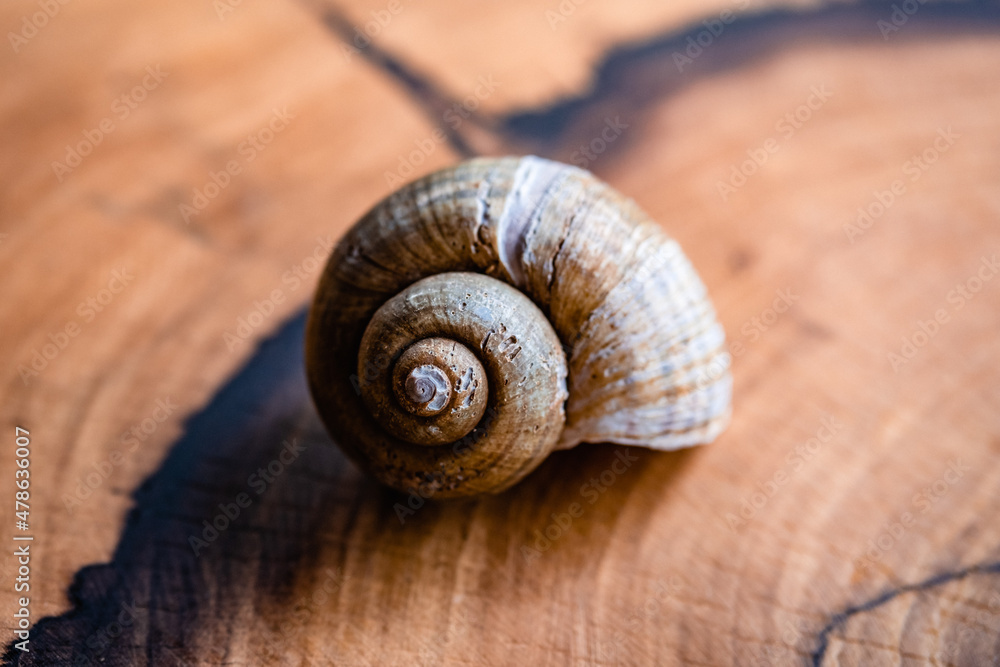 Empty spiral mollusc shell of land snail on a wood table Empty spiral mollusc shell of land snail on a wood table