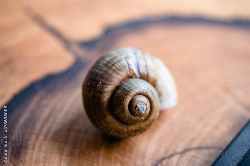 Empty spiral mollusc shell of land snail on a wood table Empty spiral mollusc shell of land snail on a wood table