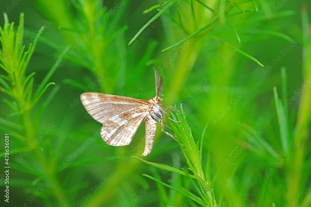 Fototapeta premium Lepidoptera insects in the wild, North China