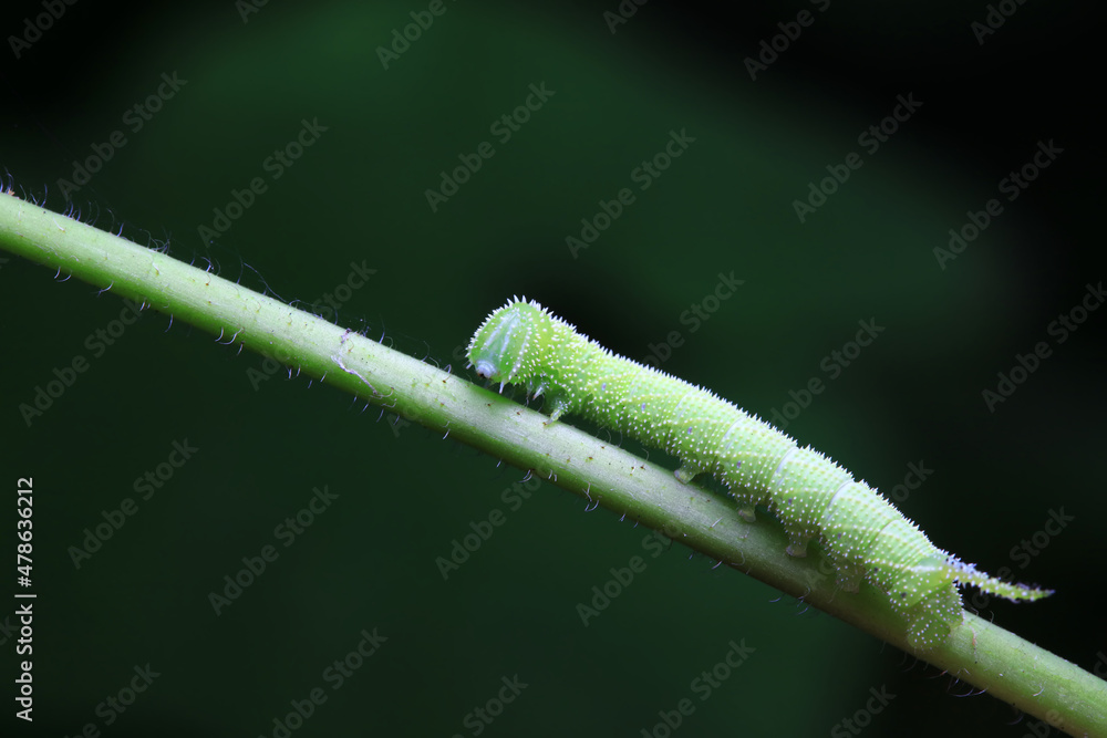 Lepidoptera larvae in the wild, North China