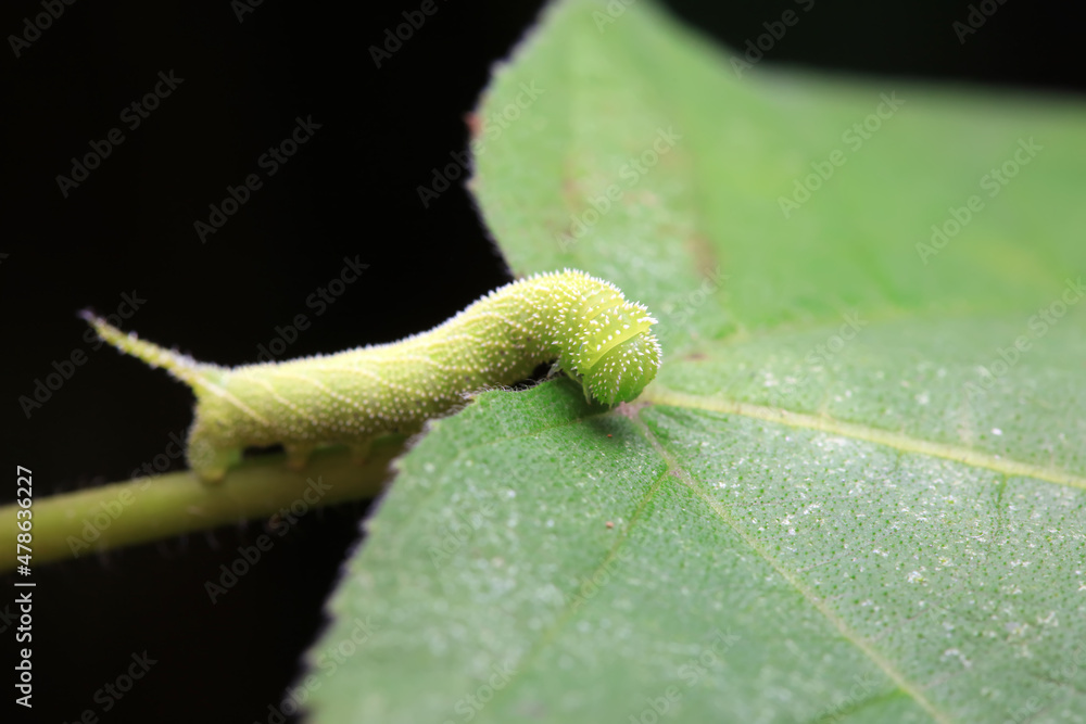Fototapeta premium Lepidoptera larvae in the wild, North China