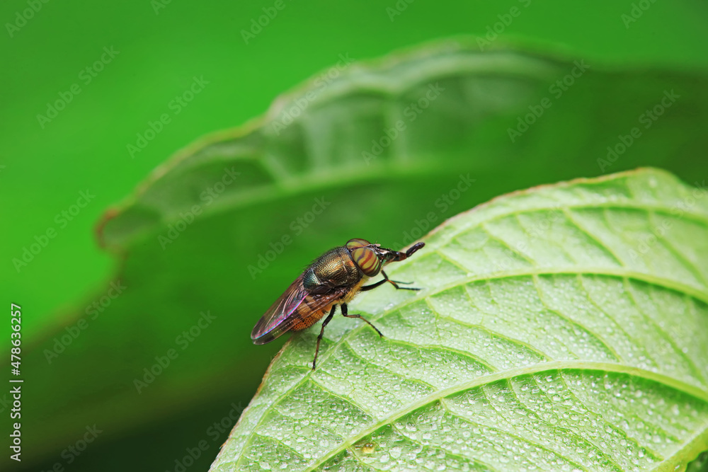 Flies on wild plants, North China Flies on wild plants, North China