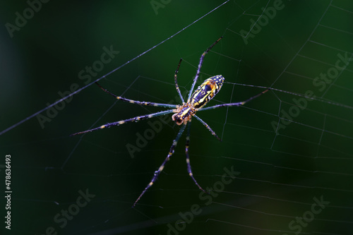 Spiders in the wild, North China