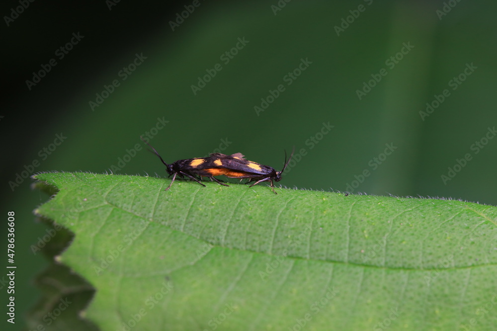 Lepidoptera insects in the wild, North China Lepidoptera insects in the wild, North China