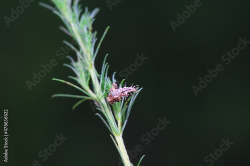 Chrysopid larvae - aphid lions in the wild, North China