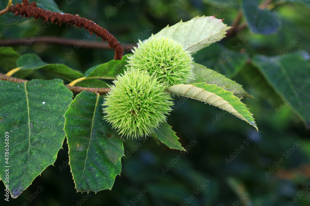 Chestnuts are on the branches, North China Chestnuts are on the branches, North China