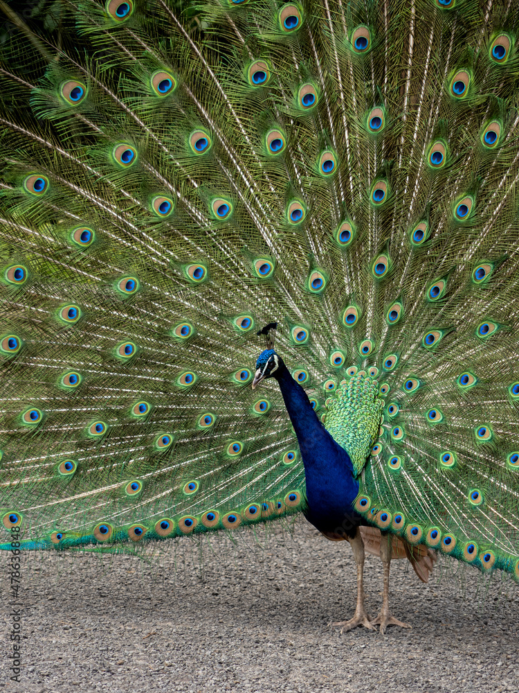 Obraz premium Close up of a peacock showing its colorful feathers, in the Luís Paulo Camacho Forest Reserve. Fazenda, Santa Cruz das Flores, Island of Flores.