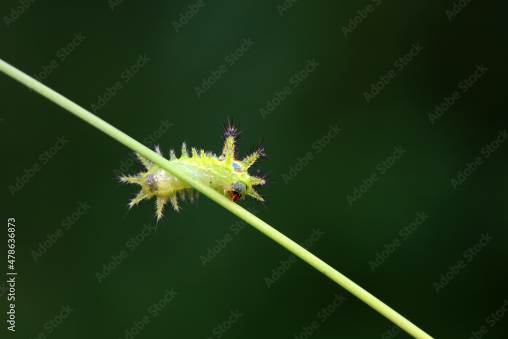 Lepidoptera larvae in the wild, North China Lepidoptera larvae in the wild, North China