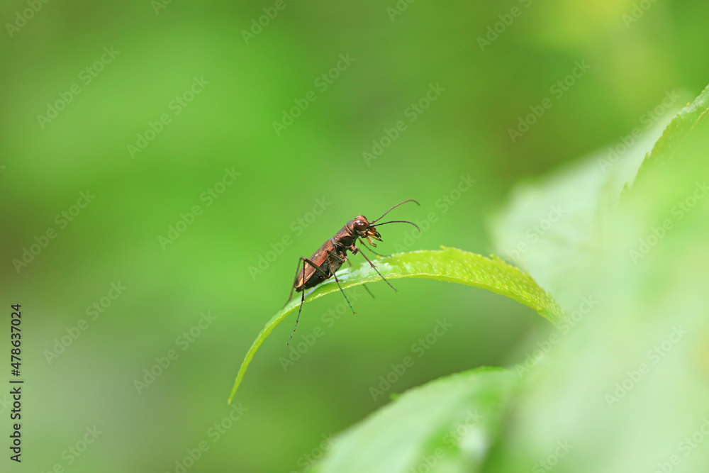 Coleoptera Cicindelidae insect in the wild, North China Coleoptera Cicindelidae insect in the wild, North China