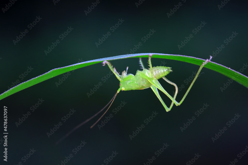 Katydid nymphs in the wild, North China Katydid nymphs in the wild, North China