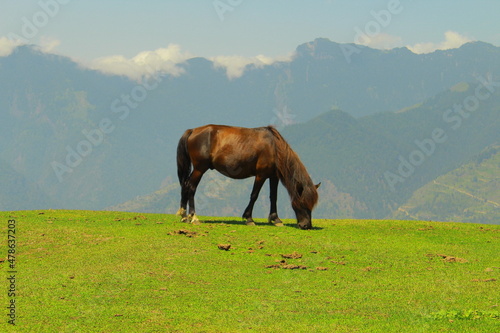 Horses in the meadow.