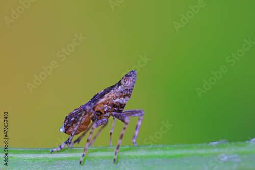 Hemiptera wax Cicadellidae insects on wild plants, North China photo