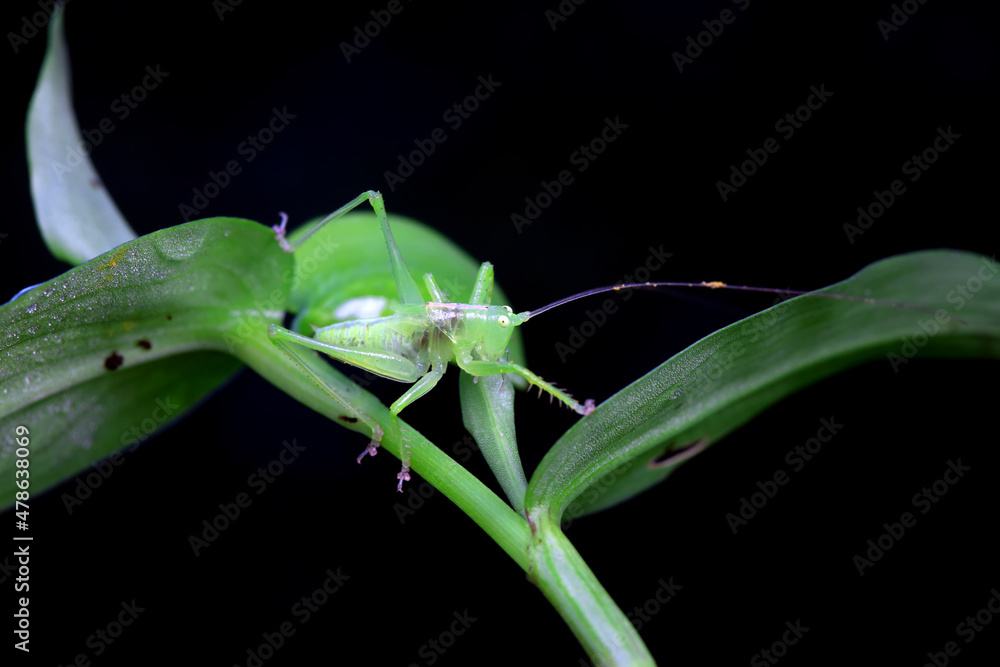 Katydid nymphs in the wild, North China Katydid nymphs in the wild, North China
