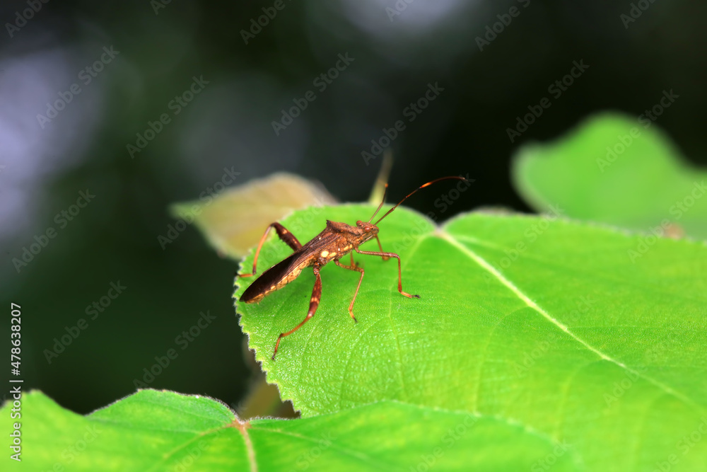 Fototapeta premium Point bee edge stink bug in the wild, North China