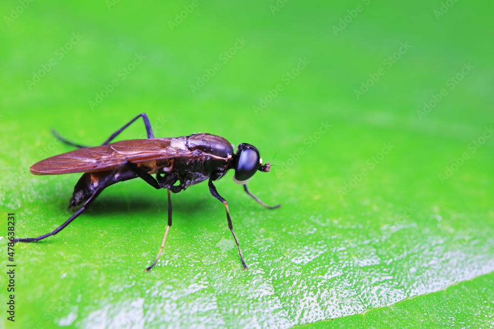 Naklejka premium Gadfly on wild plants, North China