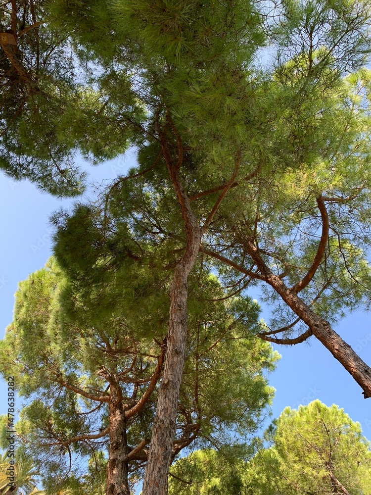 Obraz premium trees and sky