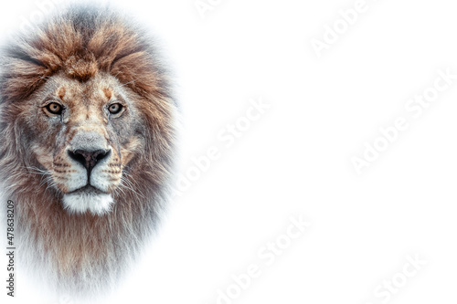 Fototapeta Naklejka Na Ścianę i Meble -  Portrait of a beautiful lion and copy space. Lion in dark	