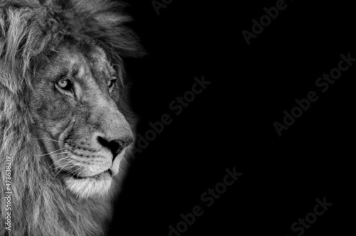 Portrait of a beautiful lion and copy space. Lion in dark  © Denis