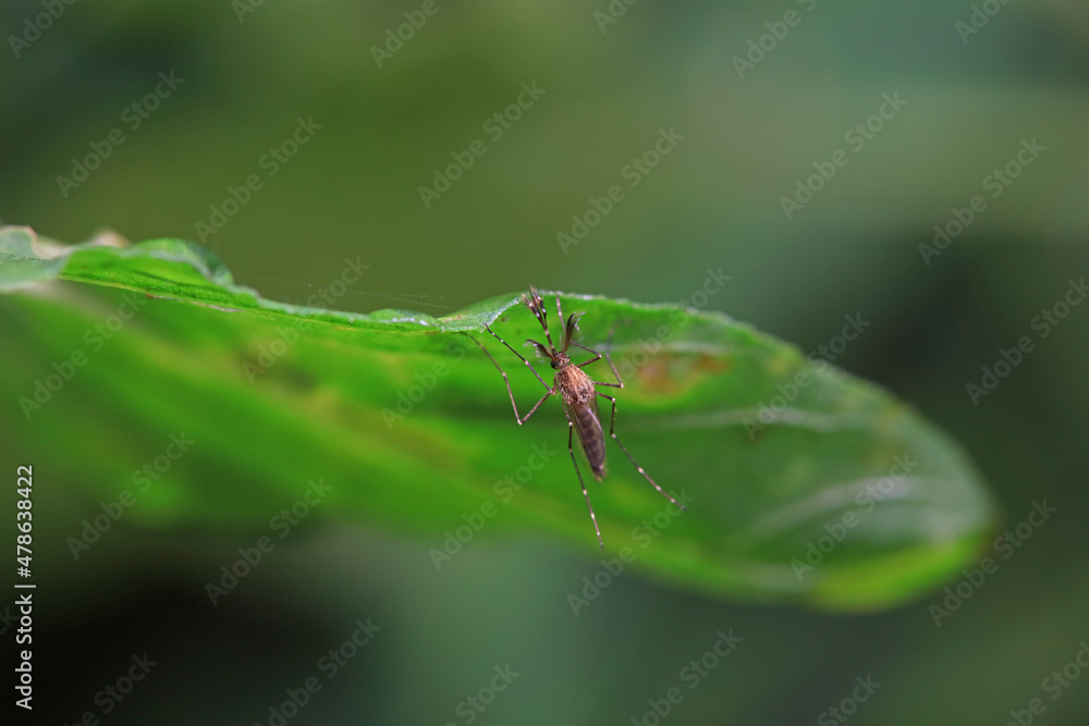 Fototapeta premium mosquito insect in the wild, North China