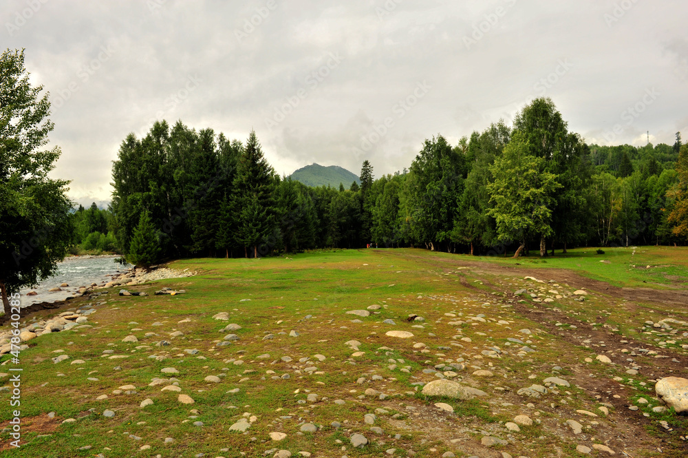 Beautiful birch forest and grassland scenery Beautiful birch forest and grassland scenery