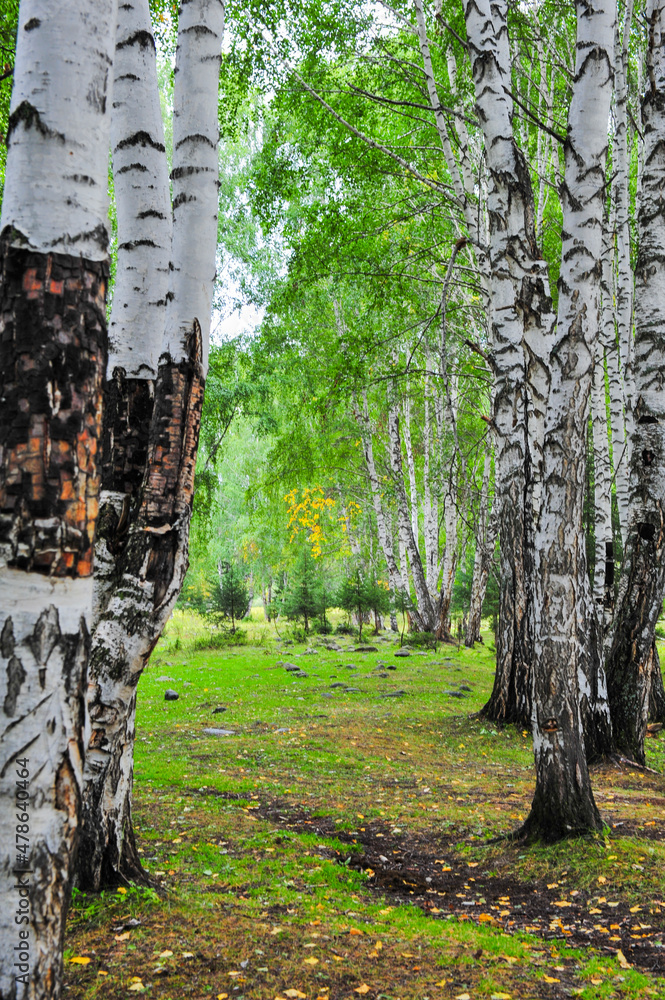 Beautiful birch forest and grassland scenery - obrazy, fototapety, plakaty 