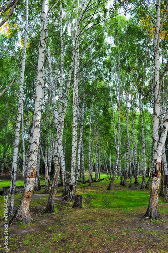 Beautiful birch forest and grassland scenery