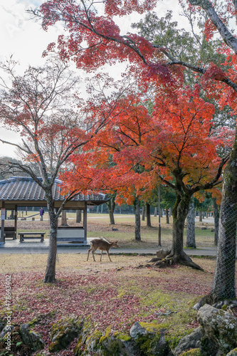 奈良公園