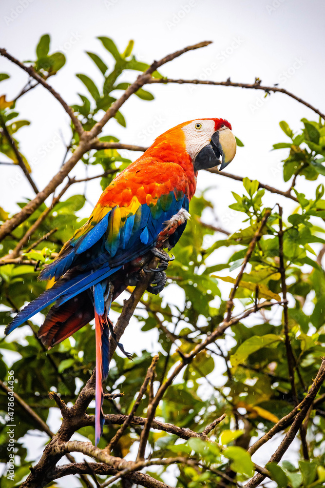 Vivid portrait of wild macaw ara red parrot on tree
