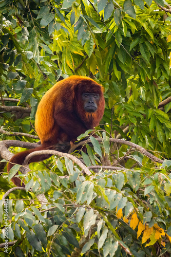 Photography Close up portrait of Red howler monkey on the tree