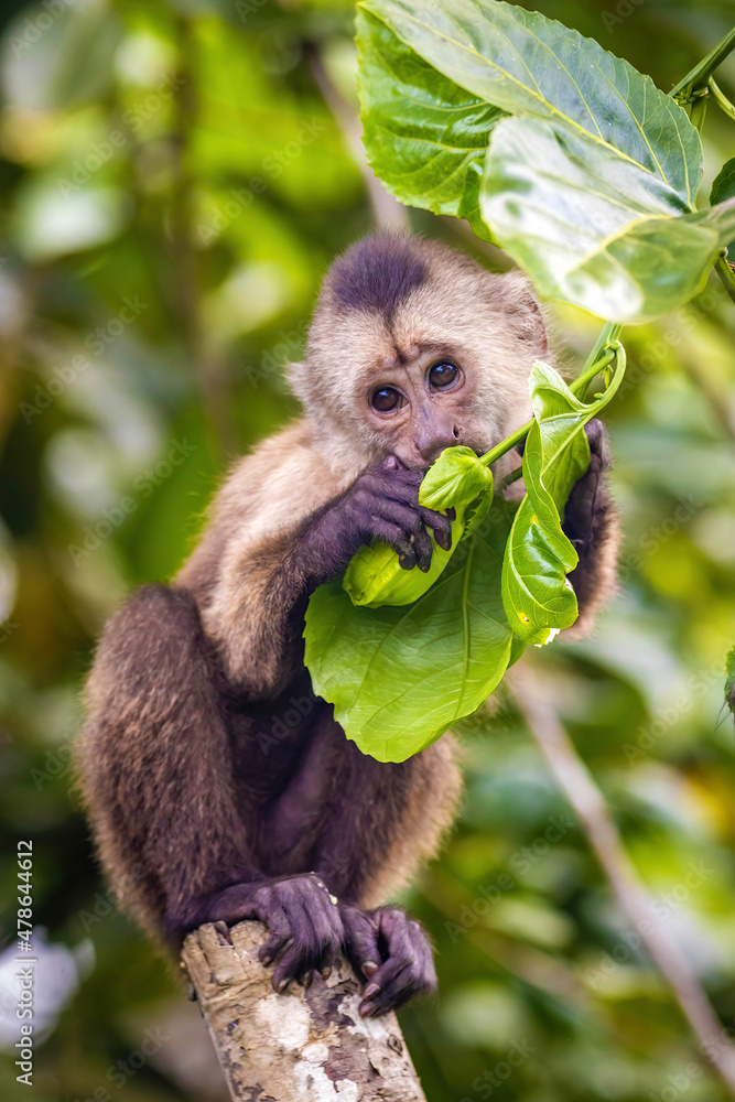 Fototapeta premium Beautiful portrait of capuchin wild monkey eating fruit