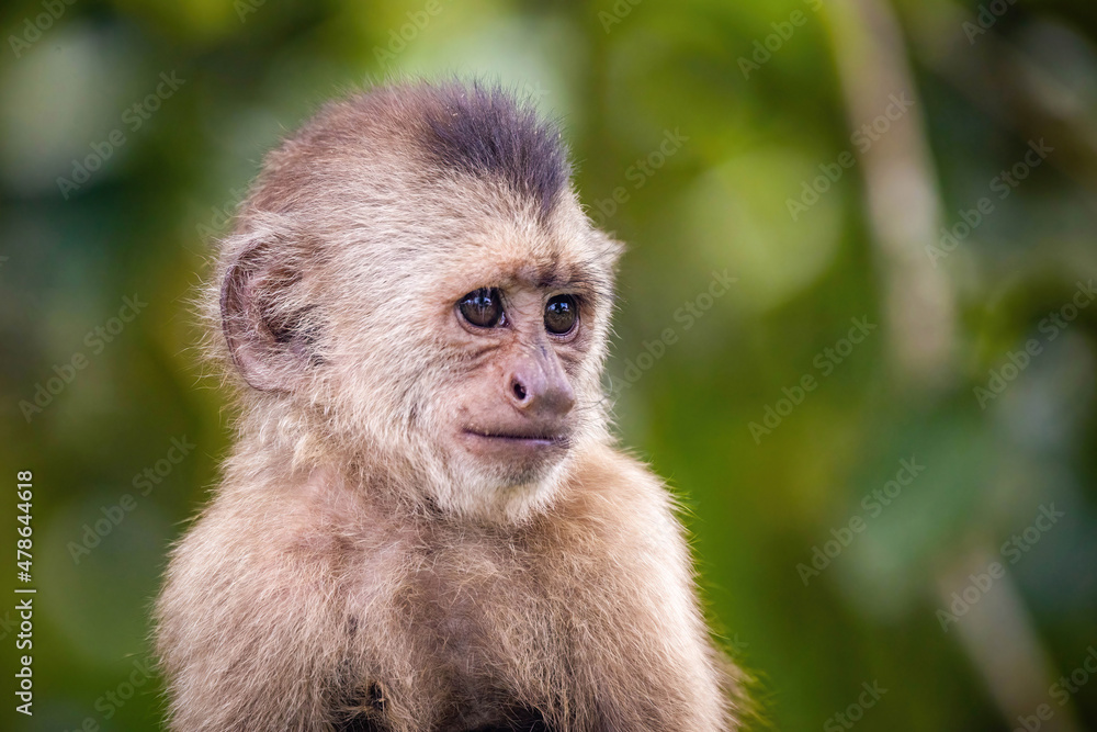 Beautiful portrait of capuchin wild monkey close up smiling Beautiful portrait of capuchin wild monkey close up smiling