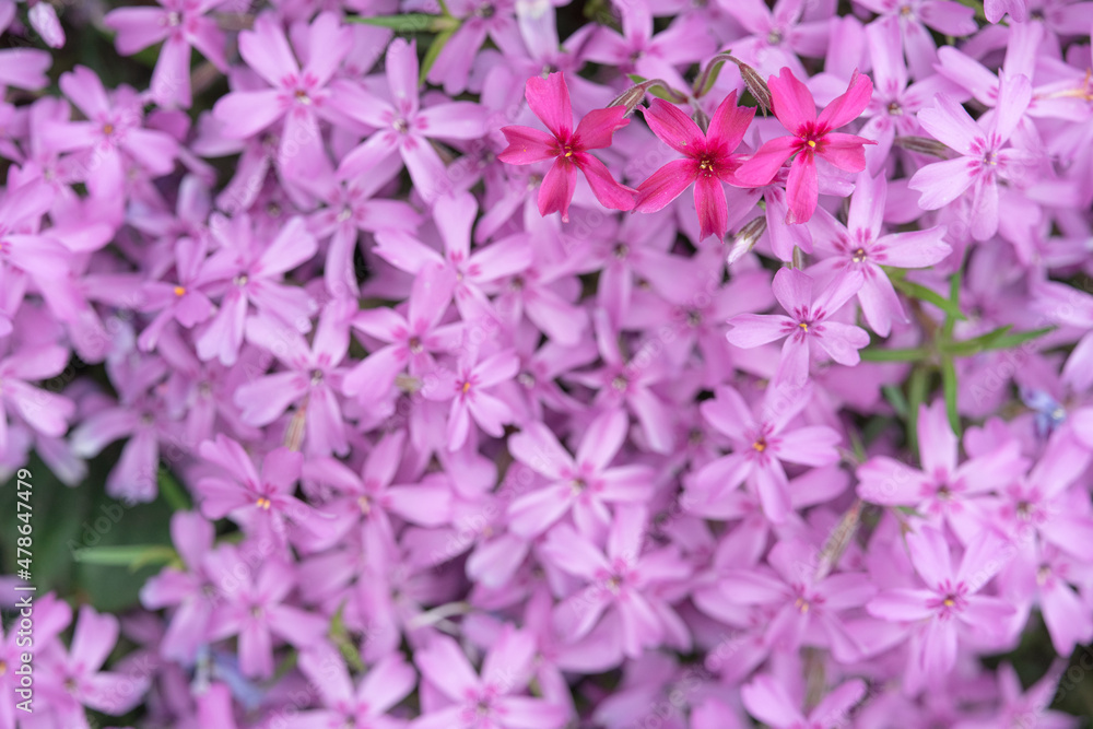 ピンクの花 ピンクの花