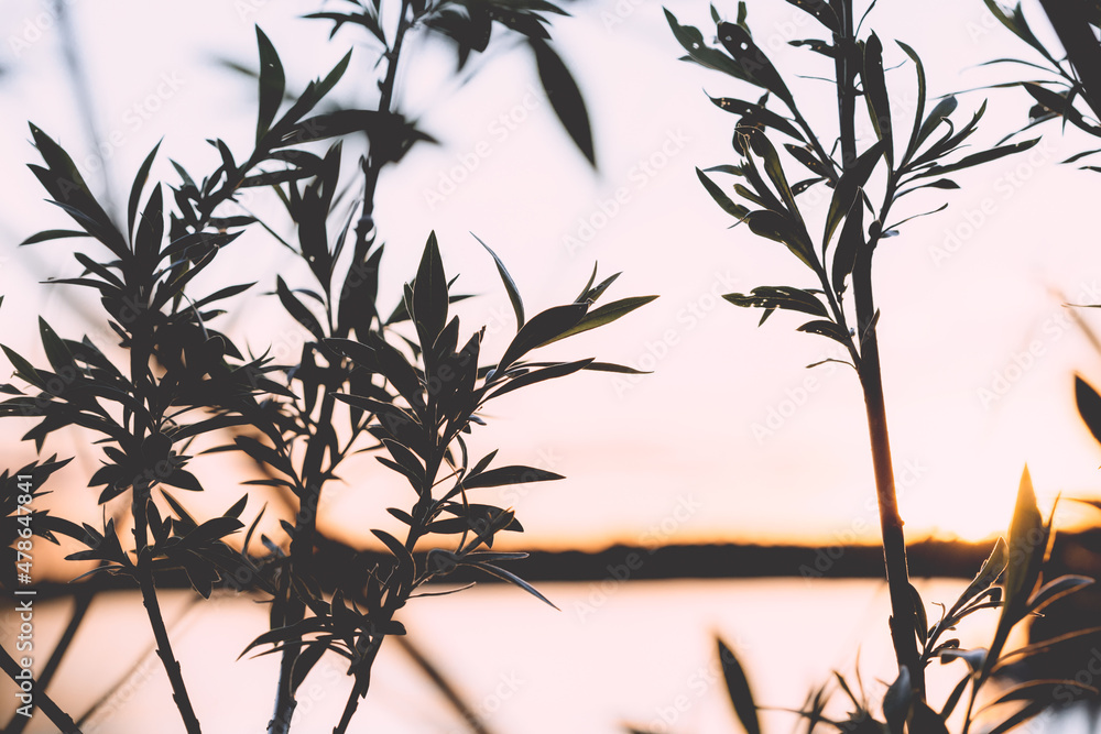 Obraz premium foliage