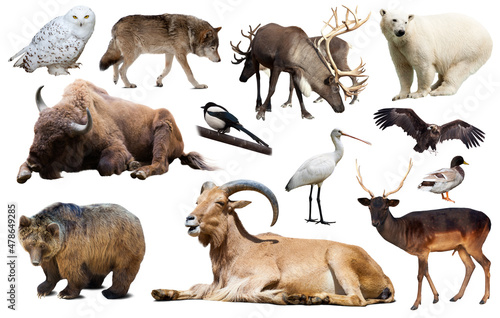 collection of different birds and mammals from Europe isolated on white background.