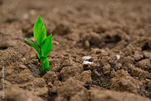  seedling in the ground in field.New life concept. Green sprout in dry cracked soil. Agriculture and farming concept. seedling cultivation. Farming concept.