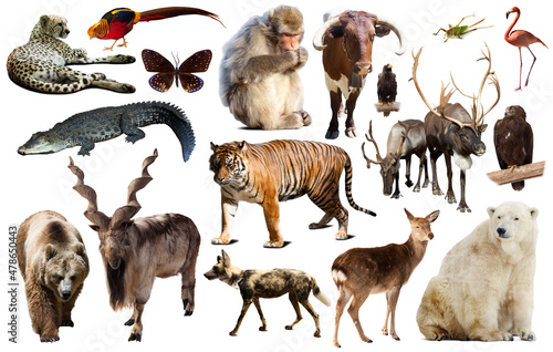 Fotografia Set of various asian isolated wild animals including birds, mammals, reptiles an