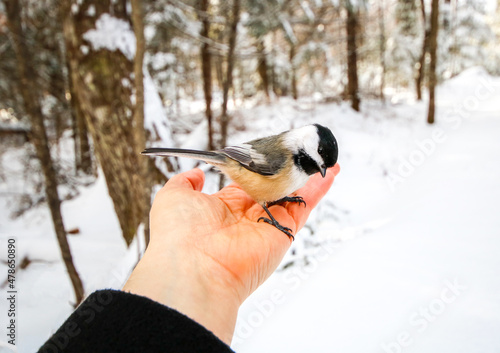 Holding a Black-capped Chickadee